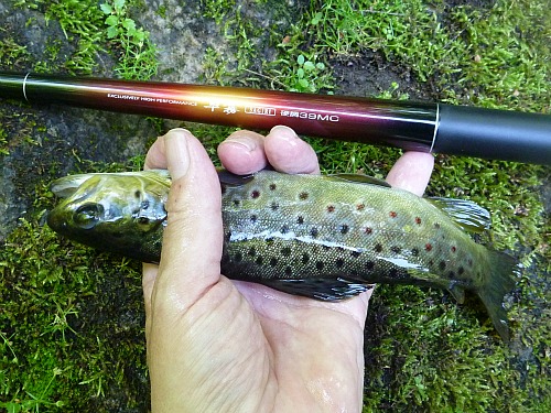 Angler holding small brown alongside with Daiwa Sagiri