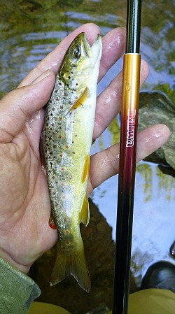 Angler holding mall brown trout and Daiwa Sagiri