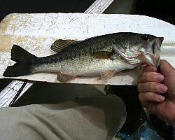 Largemouth bass on canoe paddle