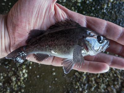 Juvenile black rockfish