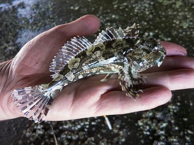 Juvenile Cabazon