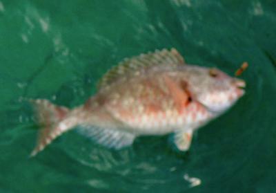 Red-tailed Parrot Fish Intial Phase