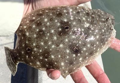 Gulf Flounder