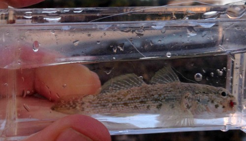 Sand Goby in Micro Photo Tank