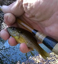 Angler holding small sunfish and Nissin Sasuke