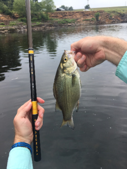 Angler holding white bass and Sawanobori rod