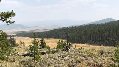 Elk are in the woods across meadow