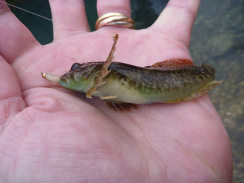 White bead head bugger and sculpin