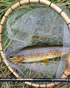 Brown trout in the net