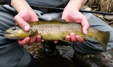 Angler holding brown trout