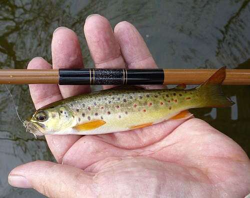 Angler holding small brown trout and a discontinued Nissin seiryu rod