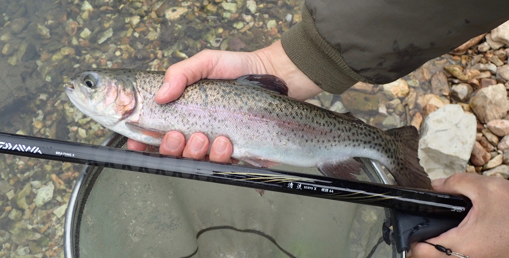 Angler holding rainbow trout, Seiryu X 64 rod and net.