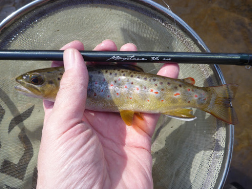 This is a fun rod!