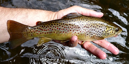 Angler holding a 10 to 12 inch brown trout.