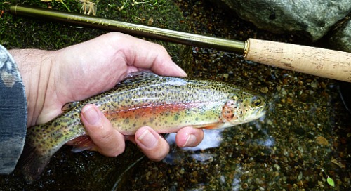 Angler holding rainbow trout alongside Shimano LLS36NX rod