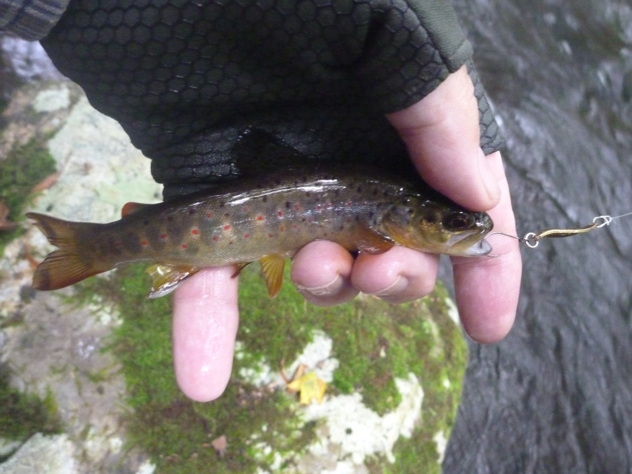 Angler holding small brown trout caught with 1.5g spoon