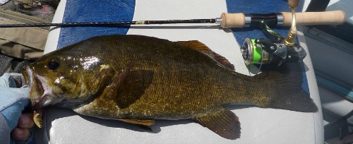 Shimano Trout One NS and smallmouth bass