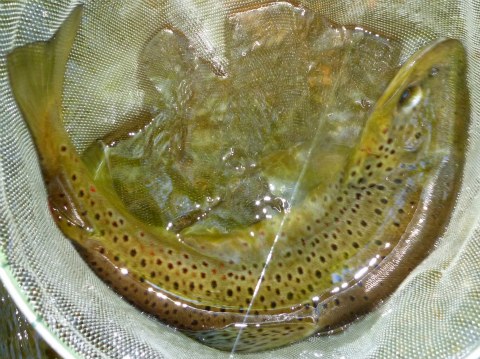 Brown trout in the net.