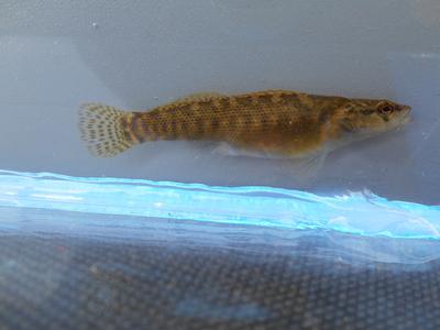 Fantail Darter