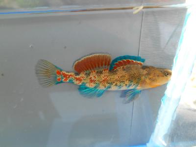 Orangethroat Darter