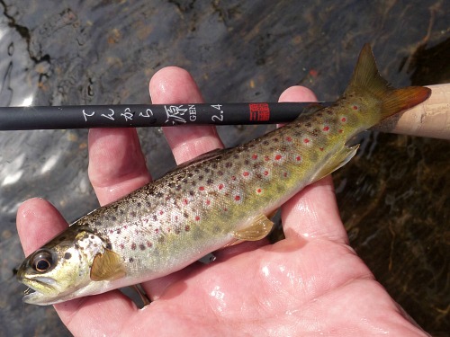 Angler holding small brown trout and Shimotsuke Tenkara Gen 2.4