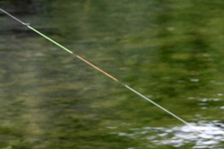 Tactical nymphing sighter showing no line sag after fish takes the fly