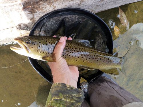 Angler holding brown trout above the net