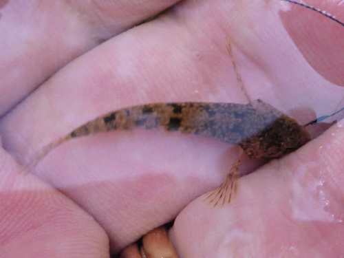 Angler holding a very small sculpin, which is barely longer than the width of a finger.