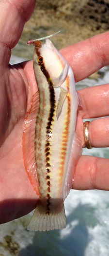 Slippery Dick Wrasse