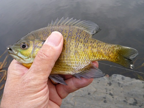 Angler holding bluegill with beadhead fly in its mouth