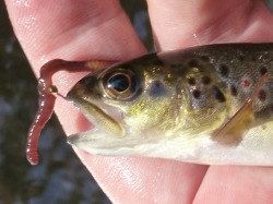 Small trout with hook and worm in its mouth