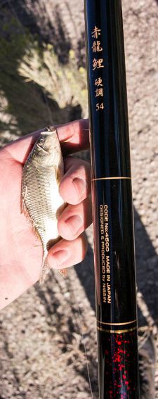 Baby carp about 4 inches long with the Red Dragon