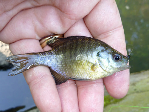 Bluegill from a stream in Central Park
