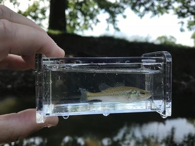 Tiny Large Mouth Bass