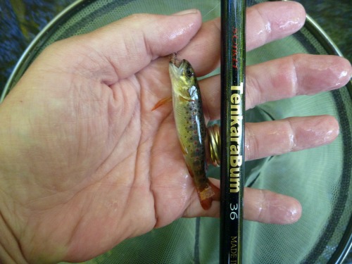 Angler holding 3" trout and TenkaraBum 36 tenkara rod