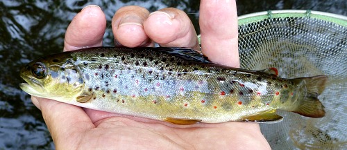 Angler holding small trout
