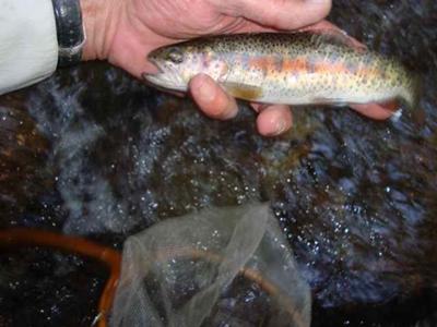 Goose Lake Redband