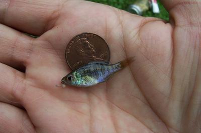 Smallest Bluegills Ever