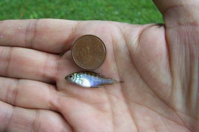 Smallest Bluegills Ever