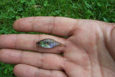 worlds smallest fish