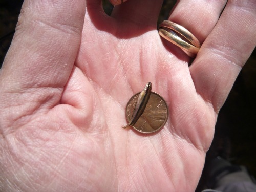 Angler holding a juvenile Black Nose Dace in his palm, with a penny for scale. The fish barely longer than the width of the penny.