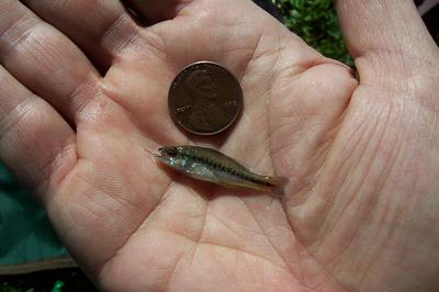 worlds smallest fish