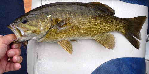 Smallmouth bass