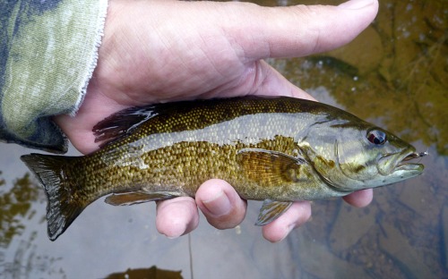 Angler holding Smallmouth Bass