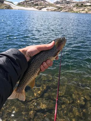 Healthy fish in this lake