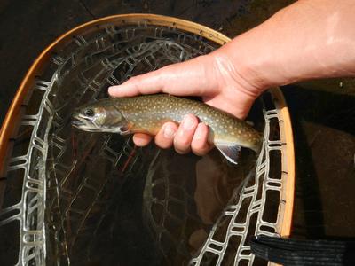 Beautiful brook trout caught on a black sakasa kebari