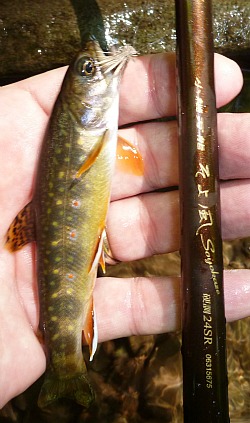 Brook Trout alonside Daiwa Soyokaze