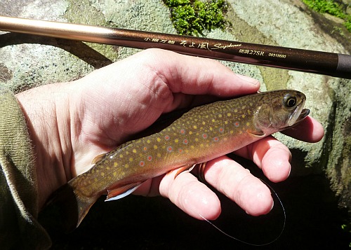 Angler holding brook trout near Daiwa Soyokaze rod