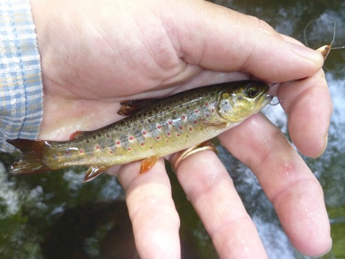 Angler holding small trout caught with a small spoon.