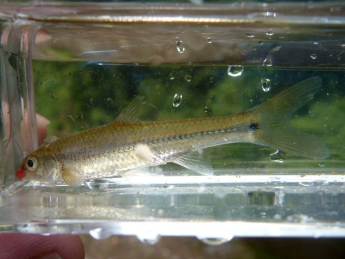 Spottail Shiner in Micro Photo Box